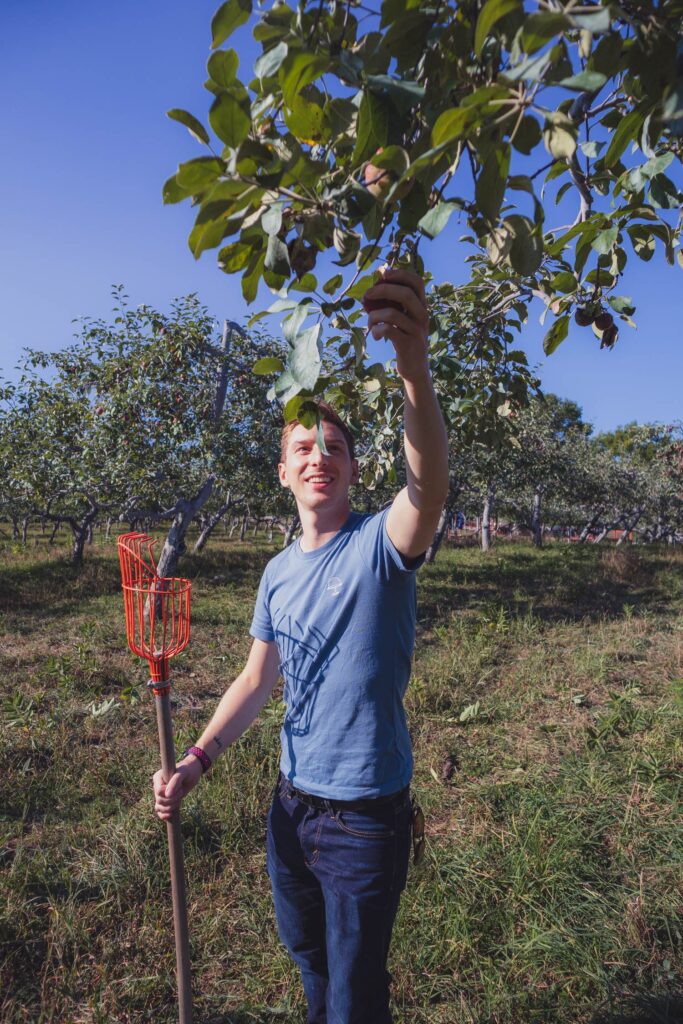 picking apples in an orchard
